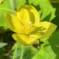 Stylophorum (Chelidonium) lasiocarpum